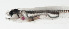  (Onuxodon - MARQ-292)  @11 [ ] CreativeCommons  Attribution Non-Commercial (by-nc) (2011) Unspecified Smithsonian Institution National Museum of Natural History