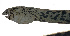  ( - MARQ-326)  @11 [ ] CreativeCommons  Attribution Non-Commercial (by-nc) (2011) Unspecified Smithsonian Institution National Museum of Natural History