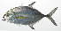  ( - MARQ-344)  @11 [ ] CreativeCommons  Attribution Non-Commercial (by-nc) (2011) Unspecified Smithsonian Institution National Museum of Natural History