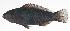  ( - MARQ-392)  @11 [ ] CreativeCommons  Attribution Non-Commercial (by-nc) (2011) Unspecified Smithsonian Institution National Museum of Natural History