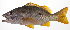  ( - MARQ-394)  @11 [ ] CreativeCommons  Attribution Non-Commercial (by-nc) (2011) Unspecified Smithsonian Institution National Museum of Natural History