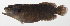  ( - MARQ-417)  @11 [ ] CreativeCommons  Attribution Non-Commercial (by-nc) (2011) Unspecified Smithsonian Institution National Museum of Natural History