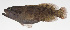  ( - MARQ-418)  @11 [ ] CreativeCommons  Attribution Non-Commercial (by-nc) (2011) Unspecified Smithsonian Institution National Museum of Natural History