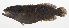  ( - MARQ-419)  @11 [ ] CreativeCommons  Attribution Non-Commercial (by-nc) (2011) Unspecified Smithsonian Institution National Museum of Natural History