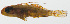  (Trimma taylori - MARQ-439)  @11 [ ] CreativeCommons  Attribution Non-Commercial (by-nc) (2011) Unspecified Smithsonian Institution National Museum of Natural History