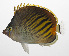  ( - MARQ-444)  @11 [ ] CreativeCommons  Attribution Non-Commercial (by-nc) (2011) Unspecified Smithsonian Institution National Museum of Natural History