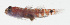  ( - MARQ-450)  @11 [ ] CreativeCommons  Attribution Non-Commercial (by-nc) (2011) Unspecified Smithsonian Institution National Museum of Natural History