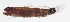  (Eviota deminuta - MARQ-474)  @11 [ ] CreativeCommons  Attribution Non-Commercial (by-nc) (2011) Unspecified Smithsonian Institution National Museum of Natural History
