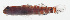  ( - MARQ-475)  @11 [ ] CreativeCommons  Attribution Non-Commercial (by-nc) (2011) Unspecified Smithsonian Institution National Museum of Natural History