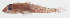  ( - MARQ-476)  @11 [ ] CreativeCommons  Attribution Non-Commercial (by-nc) (2011) Unspecified Smithsonian Institution National Museum of Natural History