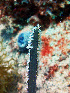  (Pterogorgia anceps - RMNH.COEL.42355)  @11 [ ] CreativeCommons - Attribution Non-Commercial Share-Alike (2015) Unspecified Naturalis Biodiversity Center