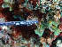  ( - RMNH.COEL.42355)  @11 [ ] CreativeCommons - Attribution Non-Commercial Share-Alike (2015) Unspecified Naturalis Biodiversity Center