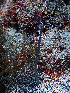  ( - RMNH.COEL.42355)  @11 [ ] CreativeCommons - Attribution Non-Commercial Share-Alike (2015) Unspecified Naturalis Biodiversity Center