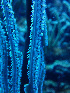  ( - RMNH.COEL.42379)  @11 [ ] CreativeCommons - Attribution Non-Commercial Share-Alike (2015) Unspecified Naturalis Biodiversity Center
