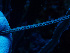  ( - RMNH.COEL.42379)  @11 [ ] CreativeCommons - Attribution Non-Commercial Share-Alike (2015) Unspecified Naturalis Biodiversity Center
