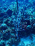  ( - RMNH.COEL.42379)  @11 [ ] CreativeCommons - Attribution Non-Commercial Share-Alike (2015) Unspecified Naturalis Biodiversity Center