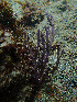  ( - RMNH.COEL.42421)  @11 [ ] CreativeCommons - Attribution Non-Commercial Share-Alike (2015) Unspecified Naturalis Biodiversity Center