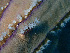  ( - RMNH.COEL.42444)  @11 [ ] CreativeCommons - Attribution Non-Commercial Share-Alike (2015) Unspecified Naturalis Biodiversity Center