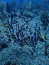  ( - RMNH.COEL.42444)  @11 [ ] CreativeCommons - Attribution Non-Commercial Share-Alike (2015) Unspecified Naturalis Biodiversity Center