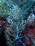  ( - RMNH.COEL.42458)  @11 [ ] CreativeCommons - Attribution Non-Commercial Share-Alike (2015) Unspecified Naturalis Biodiversity Center