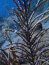  ( - RMNH.COEL.42476)  @11 [ ] CreativeCommons - Attribution Non-Commercial Share-Alike (2015) Unspecified Naturalis Biodiversity Center