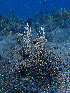  (Antillogorgia - RMNH.COEL.42476)  @11 [ ] CreativeCommons - Attribution Non-Commercial Share-Alike (2015) Unspecified Naturalis Biodiversity Center