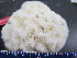  ( - RMNH.5017676)  @11 [ ] CreativeCommons - Attribution Non-Commercial Share-Alike (2015) Unspecified Naturalis Biodiversity Center