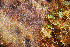  ( - RMNH.5017682)  @11 [ ] CreativeCommons - Attribution Non-Commercial Share-Alike (2015) Unspecified Naturalis Biodiversity Center