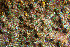  ( - RMNH.5017682)  @11 [ ] CreativeCommons - Attribution Non-Commercial Share-Alike (2015) Unspecified Naturalis Biodiversity Center