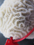  ( - RMNH.5017658)  @11 [ ] CreativeCommons - Attribution Non-Commercial Share-Alike (2015) Unspecified Naturalis Biodiversity Center