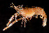  (Brachycarpus - RMNH.5017432)  @11 [ ] CreativeCommons - Attribution Non-Commercial Share-Alike (2015) Unspecified Naturalis Biodiversity Center