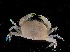  ( - RMNH.5017453)  @11 [ ] CreativeCommons - Attribution Non-Commercial Share-Alike (2015) Unspecified Naturalis Biodiversity Center