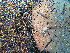  ( - RMNH.5017453)  @11 [ ] CreativeCommons - Attribution Non-Commercial Share-Alike (2015) Unspecified Naturalis Biodiversity Center
