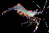  ( - RMNH.5017455)  @11 [ ] CreativeCommons - Attribution Non-Commercial Share-Alike (2015) Unspecified Naturalis Biodiversity Center