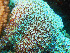  (Distaplia bermudensis - RMNH.5085922)  @11 [ ] CreativeCommons - Attribution Non-Commercial Share-Alike (2015) Unspecified Naturalis Biodiversity Center
