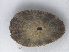 (Fissurella rosea - RMNH.5017561)  @11 [ ] CreativeCommons - Attribution Non-Commercial Share-Alike (2015) Unspecified Naturalis Biodiversity Center