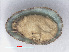  ( - RMNH.5017561)  @11 [ ] CreativeCommons - Attribution Non-Commercial Share-Alike (2015) Unspecified Naturalis Biodiversity Center