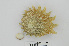  (Lithopoma - RMNH.5017626)  @11 [ ] CreativeCommons - Attribution Non-Commercial Share-Alike (2015) Unspecified Naturalis Biodiversity Center