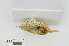  ( - RMNH.5017626)  @11 [ ] CreativeCommons - Attribution Non-Commercial Share-Alike (2015) Unspecified Naturalis Biodiversity Center