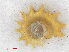  ( - RMNH.5017627)  @11 [ ] CreativeCommons - Attribution Non-Commercial Share-Alike (2015) Unspecified Naturalis Biodiversity Center