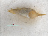  ( - RMNH.5017627)  @11 [ ] CreativeCommons - Attribution Non-Commercial Share-Alike (2015) Unspecified Naturalis Biodiversity Center