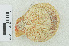  (Caribachlamys - RMNH.5017639)  @11 [ ] CreativeCommons - Attribution Non-Commercial Share-Alike (2015) Unspecified Naturalis Biodiversity Center