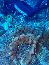  (Bergia - RMNH.5085990)  @11 [ ] CreativeCommons - Attribution Non-Commercial Share-Alike (2015) Unspecified Naturalis Biodiversity Center