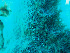  ( - RMNH.5085992)  @11 [ ] CreativeCommons - Attribution Non-Commercial Share-Alike (2015) Unspecified Naturalis Biodiversity Center