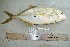  ( - RMNH.5086025)  @11 [ ] CreativeCommons - Attribution Non-Commercial Share-Alike (2015) Unspecified Naturalis Biodiversity Center