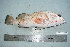  ( - RMNH.5086033)  @11 [ ] CreativeCommons - Attribution Non-Commercial Share-Alike (2015) Unspecified Naturalis Biodiversity Center