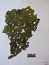  ( - FHL21-052)  @11 [ ] CreativeCommons - Attribution Non-Commercial Share- Alike (2021) D. Wilson Freshwater University of North Carolina at Wilmington
