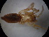  (Clubiona drassodes - NIBGE SPD-00459)  @12 [ ] CreativeCommons - Attribution Non-Commercial Share-Alike (2010) Muhammad Ashfaq National Institute for Biotechnology and Genetic Engineering Faisalabad Pakistan