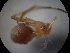  (Meotipa - NIBGE SPD-00475)  @12 [ ] CreativeCommons - Attribution Non-Commercial Share-Alike (2010) Muhammad Ashfaq National Institute for Biotechnology and Genetic Engineering Faisalabad Pakistan