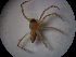  ( - NIBGE SPD-00592)  @12 [ ] CreativeCommons - Attribution Non-Commercial Share-Alike (2010) Muhammad Ashfaq National Institute for Biotechnology and Genetic Engineering Faisalabad Pakistan